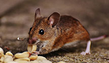 24 Hour & Emergency Exterminators in Manchester, CT